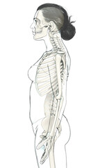 Fototapeta na wymiar 3d rendered, medically accurate illustration of a female skeleton system