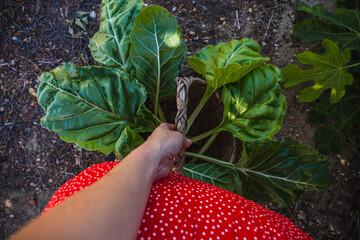 Mujer con falda roja sosteniendo una cesta con acelgas frescas organicas recien cogidas 