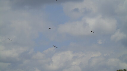 birds in the sky