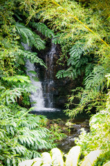 Small creek with cascade or waterfall in evergreen lush vegetation of rainforest in Akaka State...