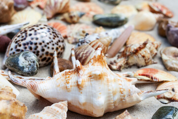 Seashells, sea stars, coral and stones on the sand, summer beach sea background travel concept.