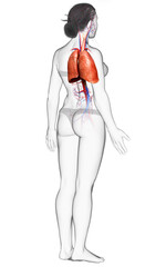 3d rendered, medically accurate illustration of a female lung anatomy