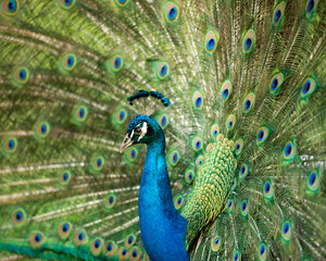 Fototapeta na wymiar Peacock bird Stock Photos. Peacock bird close-up profile view fold open fan. Train and head ornament. Peacock bird, the beautiful colourful bird. Image. Picture. Portrait. Photo.