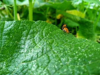 
Insects perched on natural green leaves