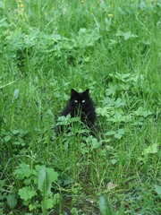 Fototapeta premium Beautiful black cat in the green grass