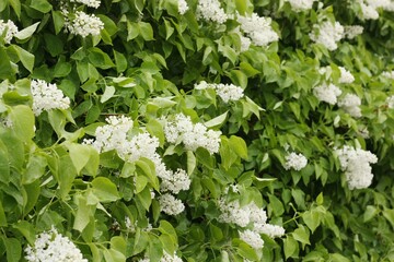 Beautiful white lilac in the summer garden 