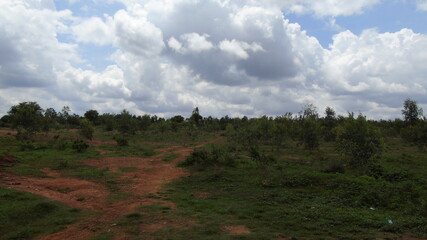clouds over the forest
