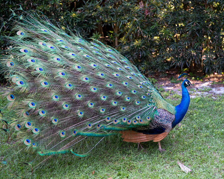 Peacock bird Stock Photos.  Peacock bird close-up profile view fold open fan tail. Train and head ornament.  Peacock bird, the beautiful coloruful bird. Image. Picture. Portrait. Photo.