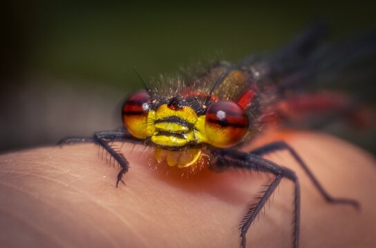 Damselfly on finger.