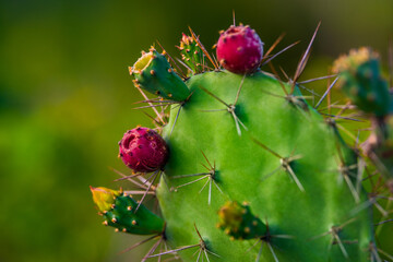 Green prickly pear cactus Opuntia close up with red fruits and blooming flowers