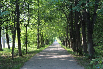 pedestrian path in the Park