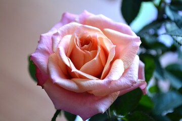 rose gradient