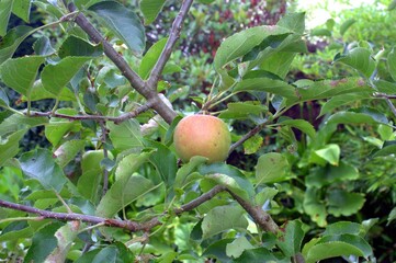 pomme bio dans pommier en été