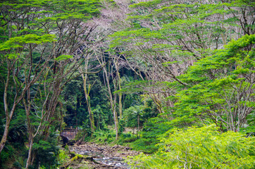 Aleamai Stream Creek River surrounded by lush evergreen rainforest vegetation with palm trees,...