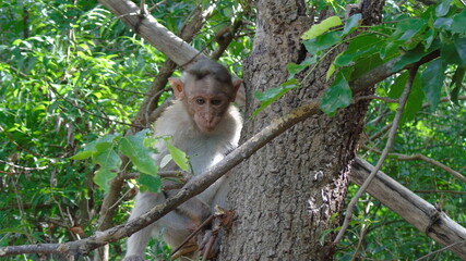 monkeys plying on tree