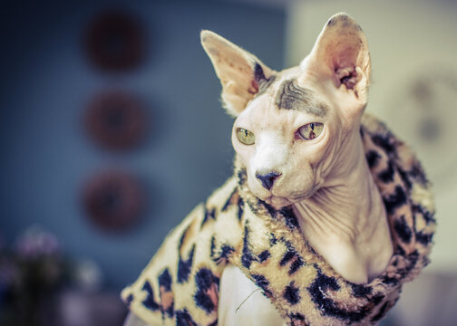 Sphynx cat dreaming away...