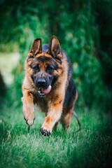 German shepherd dog posing outside. Show dog	