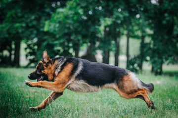 German shepherd dog posing outside. Show dog	