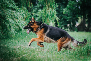 German shepherd dog posing outside. Show dog	