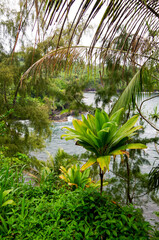 Breathtaking landscape scenery with lush evergreen rainforest vegetation at coast line at Onomea...