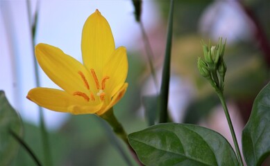 Flower- Zephyranthes Citrina. Yellow Flower.