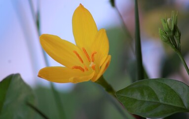 Flower- Zephyranthes Citrina. Yellow Flower.
