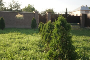 Fototapeta na wymiar thuja grow in a row in the yard