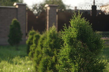 thuja grow in a row in the yard