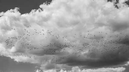 Up in the Sky