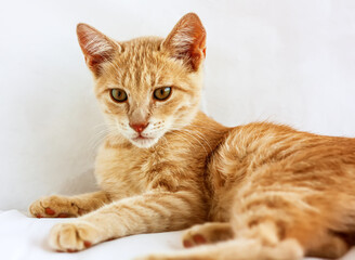 Closeup portrait of cute ginger fur young cat on white background. Domestic cute kitten. Veterinary and Internatinal cat day concept. Selective focus.