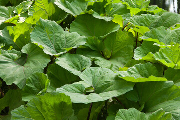 very large green leaves, wild rhubarb