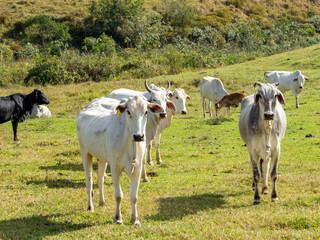 Nellore cattle in the pasture