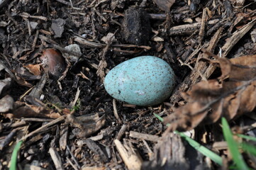 Amsel Ei verloren im Mulch