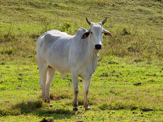 Nellore, bovine originating in India and breed representing 85% of Brazilian cattle for meat...