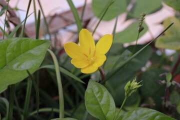 Flower- Zephyranthes Citrina. Yellow Flower.