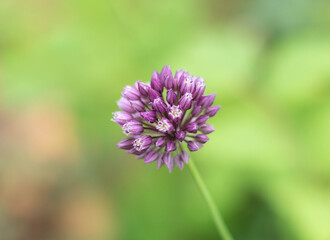 Cute decorative garlic on a blurry background.Free space for text