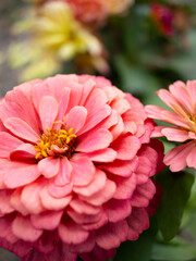 r&oacute;żowy kwiat 