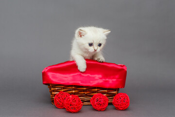 White kitten in a red basket with balls