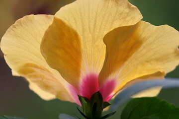 gelbe Blütenblätter von Hibiskus in der Nahaufnahme © Manfred Richter