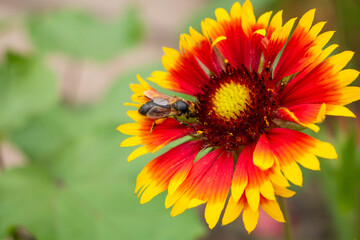 an insect approaches the center of the flower to collect nectar. The flower is located on the right. Place to insert text.