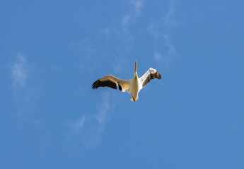 American White Pelicans in Flight
