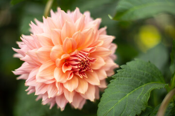 Fototapeta premium Flowers at Gardens by the Bay Singapore