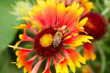 A striped bee folded wings and lay on an Indian blanket flower collecting nectar. Honey plant. Bokeh.