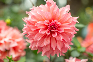 Flowers at Gardens by the Bay Singapore