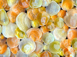 Closeup of colorful assortment of translucent Jingle Shells (Anomia Ephippium) collected from Cape...