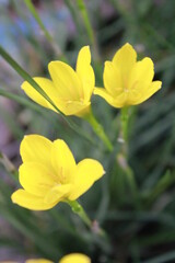 Flower- Zephyranthes Citrina. Yellow Flower.