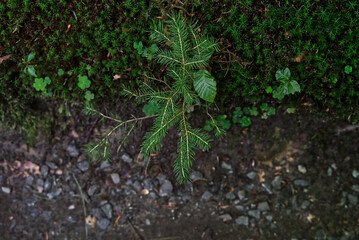 Keiner Tannenbaum im Wald 