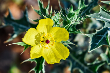 satyanashi or argemone mexicana prickle poppy yellow flowers close view in an indian village out fields.
- 362216863