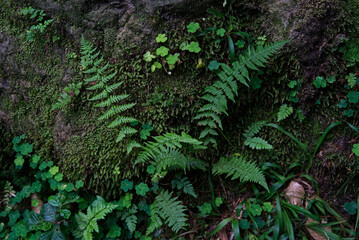 Glücksblumen und Farnen am Stein