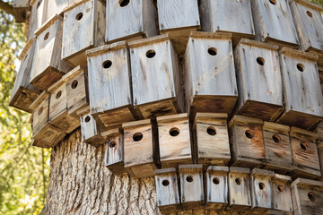 Many decorative birdhouses on a tree. Nesting boxses are grouped in rows. Summer, park, sunny day. Villa Montalvo, California, US